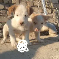 توله پشمالو