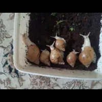 حلزون|خزنده|گناباد, |دیوار