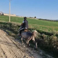 اسب|اسب و تجهیزات اسبسواری|یاسوج, |دیوار