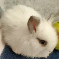 خرگوش لوپ سالم و شیطون|موش و خرگوش|میانه, |دیوار