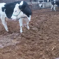 گاو سیمنتال دومنظوره درجه یک|حیوانات مزرعه|بجنورد, |دیوار