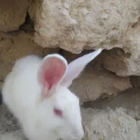 خرگوش فروشی|موش و خرگوش|سراوان, |دیوار