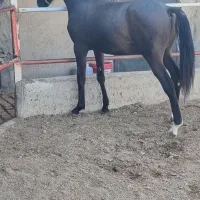 نریون  کورسی