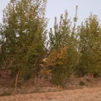 زمین و آب کشاورزی|فروش دفتر صنعتی، کشاورزی، تجاری|مهریز, |دیوار