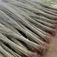 نهالستان گردو صنوبر بادام و میوه دیرگل و پربار|خدمات باغبانی و درختکاری|شیراز, حومه شیراز|دیوار