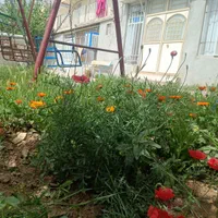 سوئیت شیک و تمییز