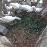 غاز امسال تر و تمیز آماده فروش نزدیک ب تخم گذاری|حیوانات مزرعه|یاسوج, |دیوار