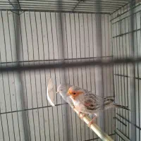 قناری درجه یک