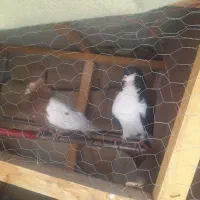 خواهان عروس هلندی