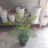 گل و گیاه کاج|گل و گیاه طبیعی|اهواز, سیصد دستگاه|دیوار