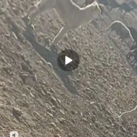 سگ گمشده|حیوانات|محمدبار, |دیوار