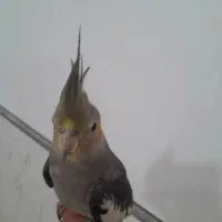 عروس هلندی نر‌..|پرنده|شیراز, گل سرخ|دیوار