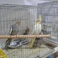 جوجه عروس 3 ماهه