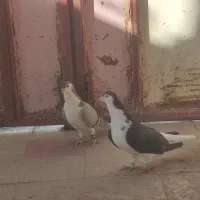 کفتر ساده سیاه