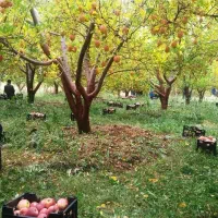 برداشت محصولات کشاورزی سیب درخت انگورگوجه و..|خدمات باغبانی و درختکاری|شاهرود, |دیوار