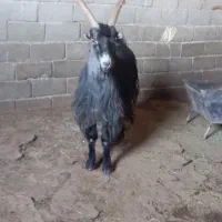 نربز|حیوانات مزرعه|ماهدشت, |دیوار