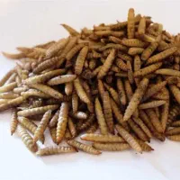 لارو سرباز مانند میلورم غذای سگ، گربه، همستر، ماهی