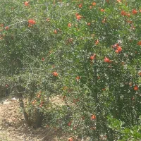 یک-هکتار-زمین-بر-اتوبان-امام-رضا-زیر-قیمت