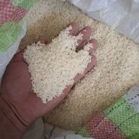 برنج طارم هاشمی مازندران