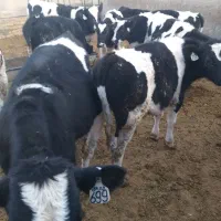 گوساله نر قطع شیر|حیوانات مزرعه|خنجین, |دیوار