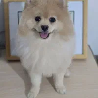 سگ پامر خرسی اصیل باهوش و آموزش پذیری بالا|سگ|کرمان, |دیوار