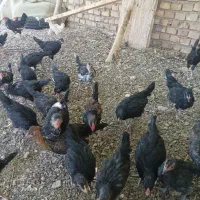 چوری گلین چهار ماهه|حیوانات مزرعه|اردکان, |دیوار