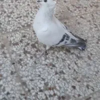 شامی ودم سفید کاکلی نروماده طوقی کله سینه کلاغ