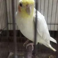عروس هلندی نر