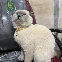 گربه اسکاتیش هیمالین