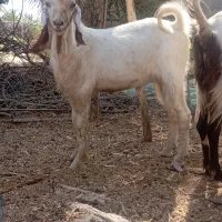 کهره چپش