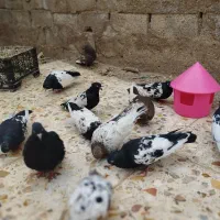 سینه ای سوسنگرد