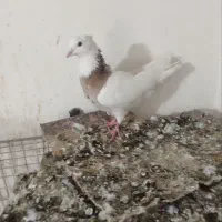 طوقی|پرنده|سنندج, |دیوار