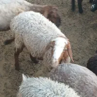 فروش ۵راس تقلی چاق