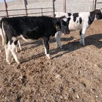 گوساله|حیوانات مزرعه|تربت جام, میان جام|دیوار