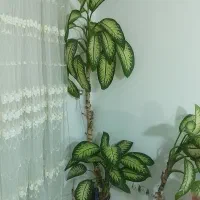گل دیفن|گل و گیاه طبیعی|سنندج, |دیوار