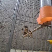 فنچ گلوبریده|پرنده|پاکدشت, پاکدشت (مامازند)|دیوار