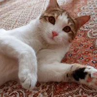 واگذاری رایگان|گربه|کرج, کوی زنبق|دیوار