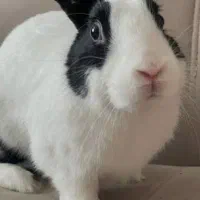چهار تا خرگوش برای فروش