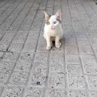 واگذاری گربه خونگی