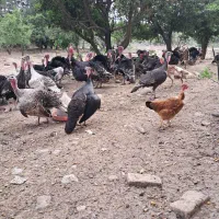 بوقلمون نر برنز وبوربون سنگین وزن