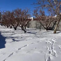 زمین-باغ-1100-متر-جابان-دماوند-سندتک-برگ-اقساط