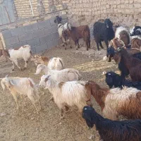 بزغاله پاکستانی اصل|حیوانات مزرعه|مشهد, باغ فراگرد|دیوار