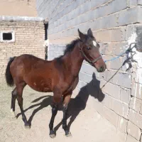 کره اسب مادیان ۸ماهه درهشوری نژاد دار