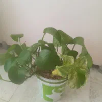 گل پتوس و اشک تمساح