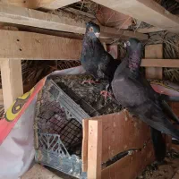 کبوتر زاغ کلافه ...خون خالص|پرنده|جیرفت, |دیوار