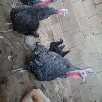 بوقلمون ماده سرحال