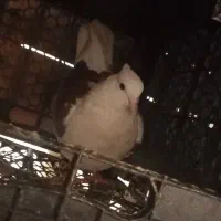 سه عدد کفتر سالم فروش فوری|پرنده|ملایر, |دیوار