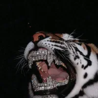 خدمات کالاف دیوتی