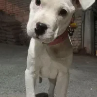 واگزاری داگو ارژانتینو