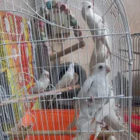 عروسی هلندی سخنگو|پرنده|پاکدشت, پاکدشت (مامازند)|دیوار